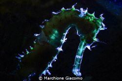 Seahorse with colored lighting. Transparencies by Marchione Giacomo 